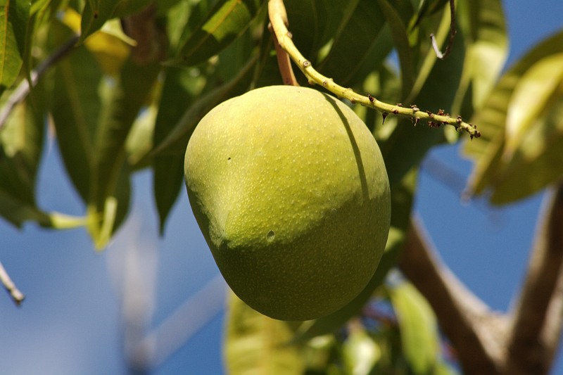 2009-11-06 22-00-05_2.jpg - Hier noch mal in groß, leider noch nicht reif - falsche Jahreszeit, mist!